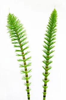 Photo art by Torsten Kupke: soft green grasses arranged harmoniously
