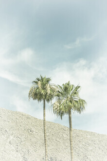 Melanie Viola, Palm Trees in the desert - United States, North America)