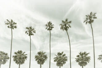 Melanie Viola, Vintage Palm Trees