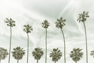 Photo art by Melanie Viola: Vintage palm trees beneath a blue sky