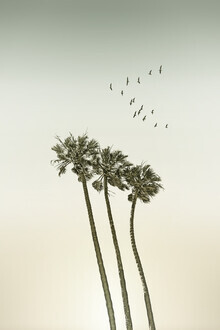 Melanie Viola, Vintage palm trees at sunset