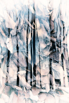 Rolf Bökemeier, Autumn and leaves in the wood (Germany, Europe)