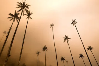 Beautiful photo art by Tonio Bessa: Cocora Valley at sunrise