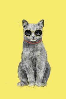 Balazs Solti, Summer Cat (Hungary, Europe)