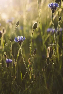 Photo art by Nadja Jacke: cornflower and poppy in soft sunset light