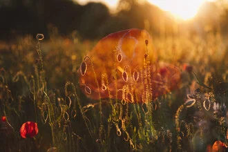Photo art by Nadja Jacke: poppies at the edge of a field at sunset