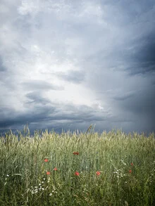 Wall art by Bernd Grosseck: poppies in a grain field under a stormy sky