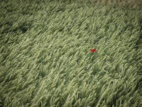 Solitary poppy in a gentle grain field, calm and peaceful atmosphere