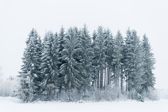 Pekka Liukkonen, A small Snowy Forest (Finland, Europe)
