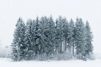 Fotokunst von Pekka Liukkonen: verschneiter Wald mit Tannen und sanfter Winterstimmung