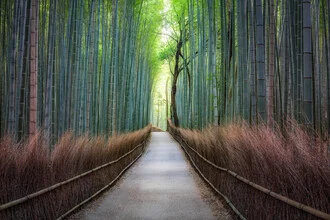 Photo art by Jan Becke: serene bamboo forest in Arashiyama, Japan.