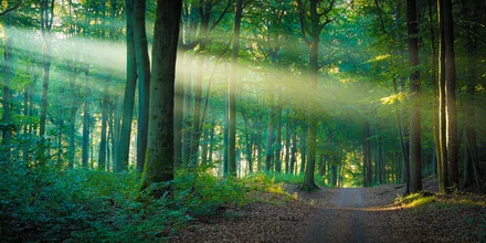 Forest path in light with gentle sunrays and autumn colors.