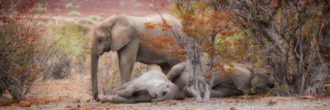 Sleeping elephants in the desert, peaceful atmosphere with soft colors.