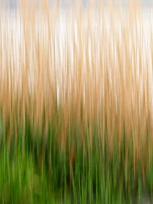 Fotokunst von Helmut Pfirrmann: sanfte Seagrass-Pflanzen in ruhigem Wasser