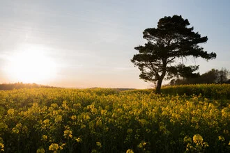 Fotografie von Helmut Pfirrmann: Frühlingslandschaft mit blühendem Rapsfeld