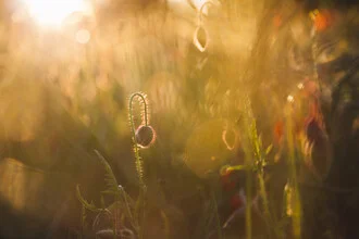 Photo art by Nadja Jacke: poppies in the gentle light of sunset