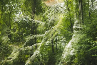 Photo art by Nadja Jacke: calm summer day in the Teutoburg Forest with trees and roots