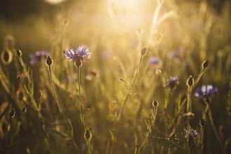 Cornflower at sunset, soft colors and a calm atmosphere.