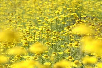 Beautiful summer flower meadow with bright yellow and a gentle mood