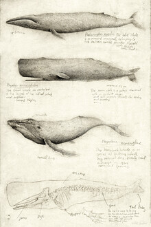 Mike Koubou, Whales - Greece, Europe)