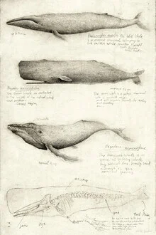 Wall art by Mike Koubou: stylish illustration of whales in the ocean.