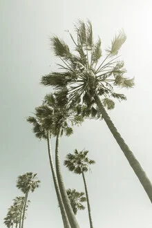 Photo art by Melanie Viola: vintage palm trees under the warm California sun