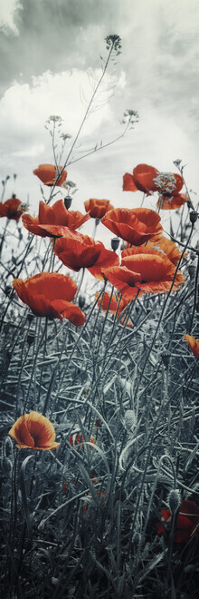 Melanie Viola, Lovely Poppy Field | panoramic view