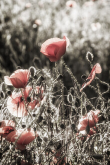 Melanie Viola, Poppy idyll | vintage color pop