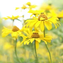 Photo art by Torsten Kupke: vibrant yellow blossoms in summer light