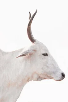 Photo art by Victoria Frost: white cow in a meadow in India