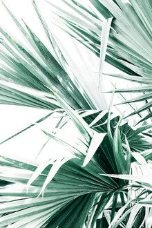 Photo art by Victoria Frost: green palm leaves in soft light
