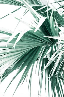 Photo art by Victoria Frost: green palm leaves against a soft background.