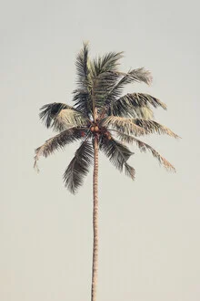 Photo art by Victoria Frost: tall palm tree by the beach with a tropical vibe