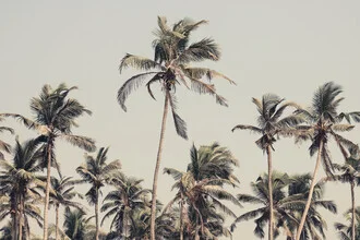 Photo art by Victoria Frost: palm trees on the beach with gentle waves in the background