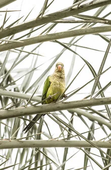 Colorful photo of a parrot with a tropical background in Spain