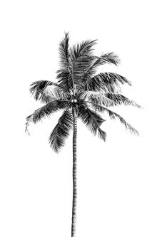 Photo art: palm tree by the beach, calm atmosphere and harmonious composition