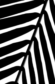 Photo art by Victoria Frost: gentle shadows on tropical leaves