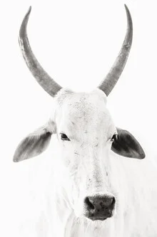 Photo art by Victoria Frost: portrait of a white cow with gentle features