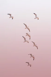 Birds soaring in the sky, soft colors and a relaxed atmosphere.