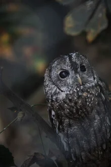 Close-up of a brown owl sitting calmly in branches, surrounded by soft colors.