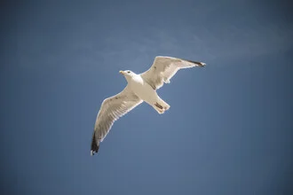 Seagull in flight with outstretched wings against a blue sky.