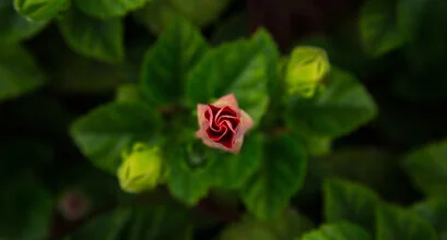 Photo by Lars Brauer: hibiscus flower in soft morning colors