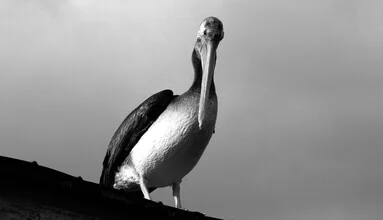Photo art by Lars Brauer: pelican in sunlight by the ocean