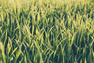 Photo art by Lars Brauer: fresh grass with drops in a gentle sunrise