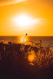 Lars Brauer, Stonechat