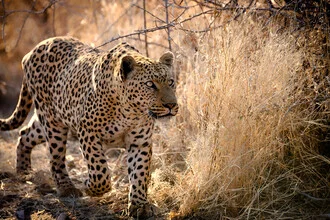 Leopard hunting in Namibia, vibrant and expressive.