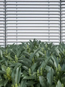 Window with green plants and blinds, creating a calm atmosphere.
