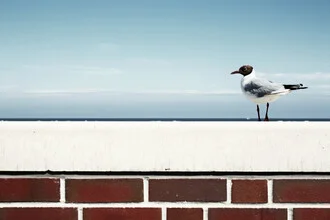 Seagull by the beach in the sun, maritime atmosphere, relaxed moment.
