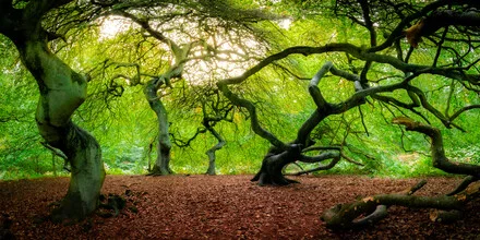 Photo art by Martin Wasilewski: dancing trees in an autumn forest