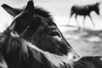 Close-up of a donkey with a calm expression and soft fur